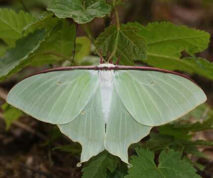 Image of Actias aliena (Butler 1879)