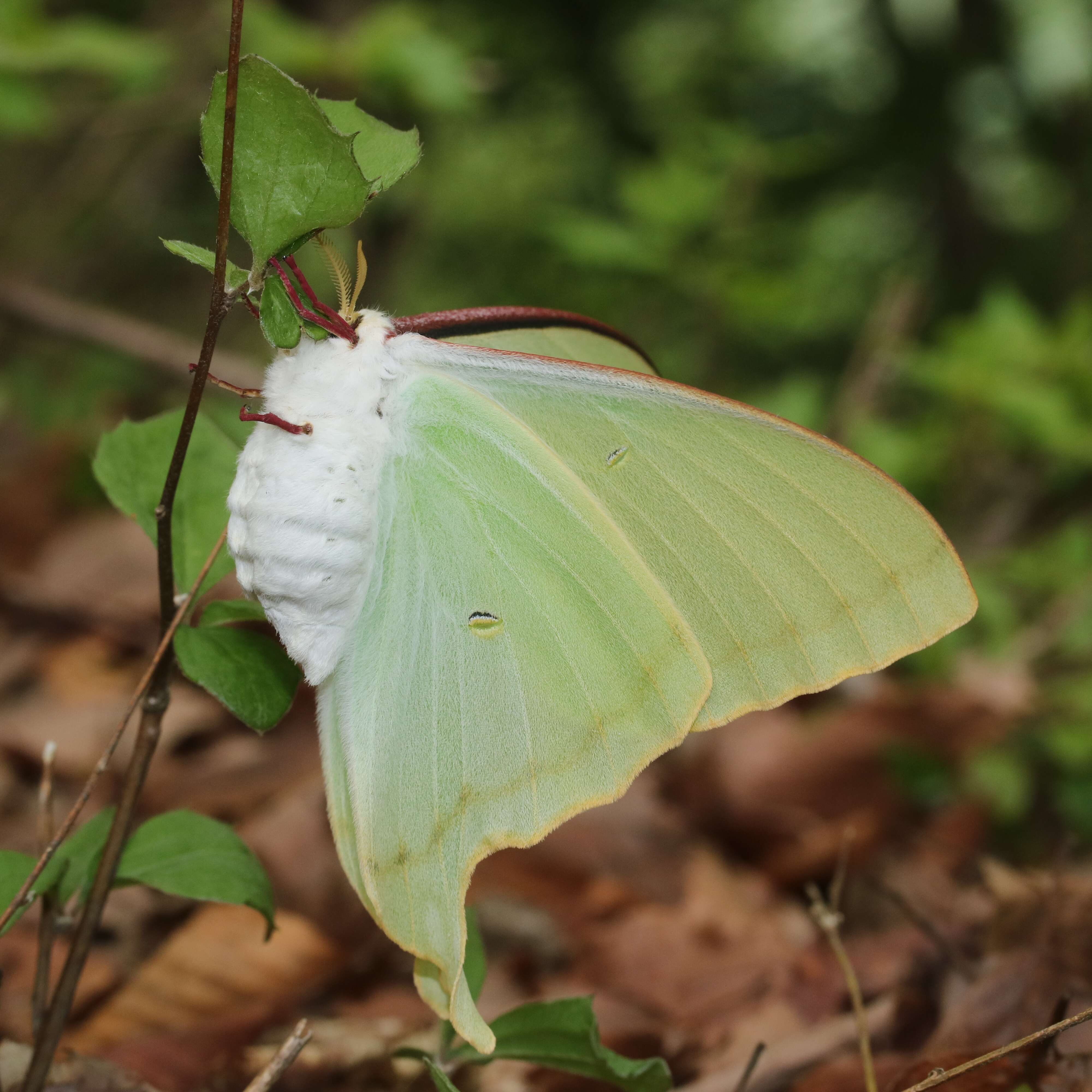 Imagem de Actias aliena (Butler 1879)