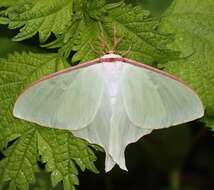 Imagem de Actias aliena (Butler 1879)