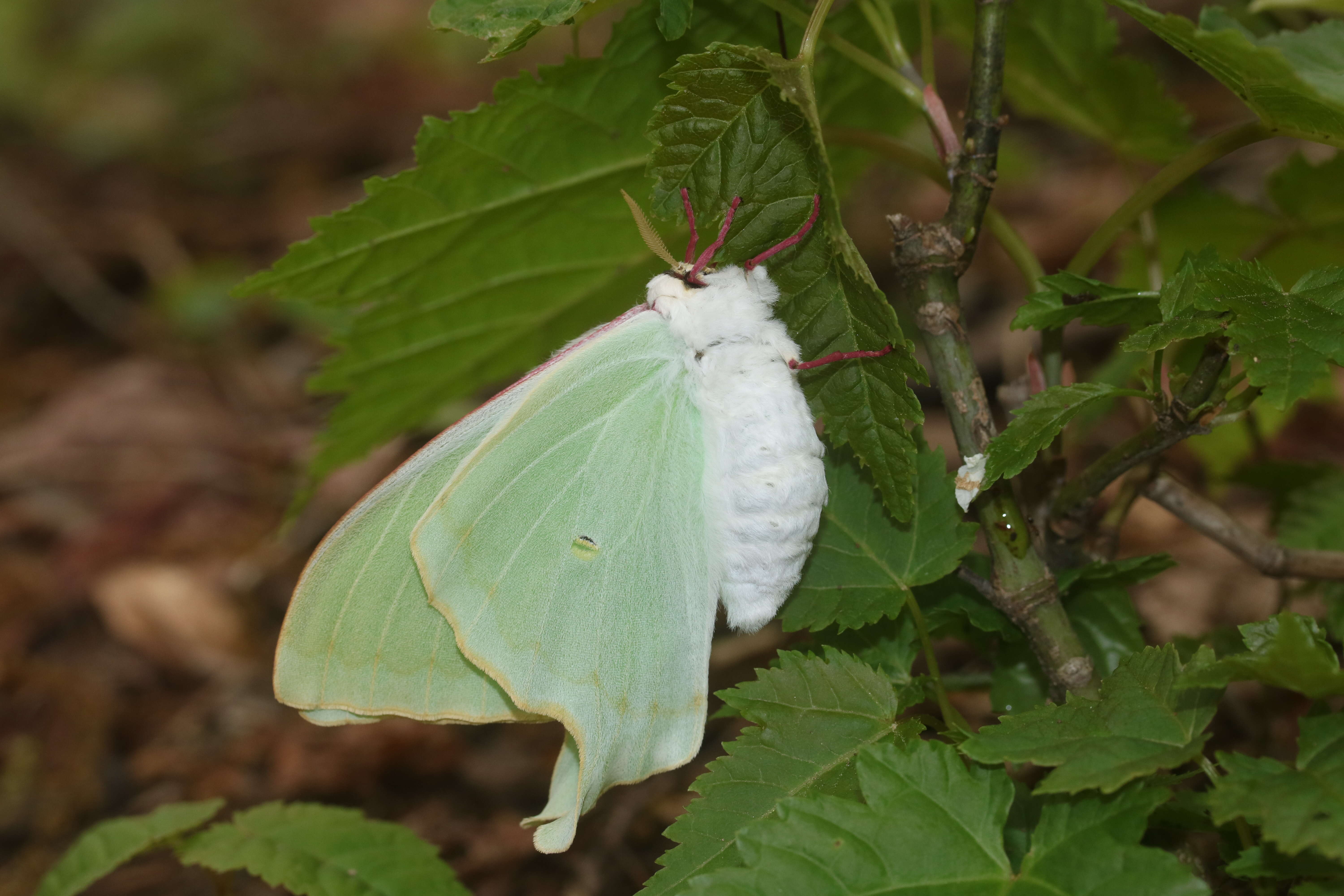 Imagem de Actias aliena (Butler 1879)