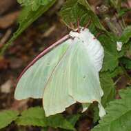 Image of Actias aliena (Butler 1879)