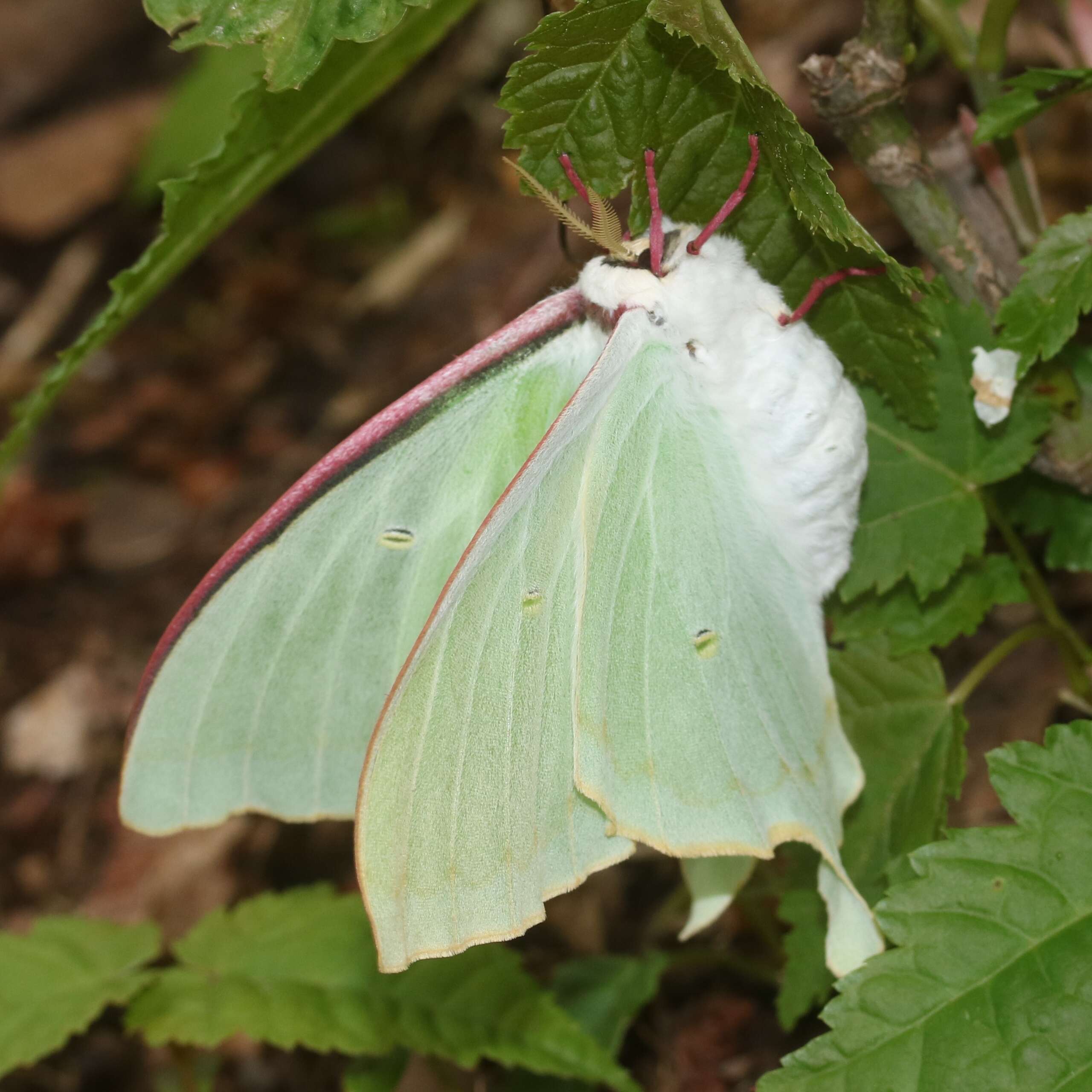 Imagem de Actias aliena (Butler 1879)