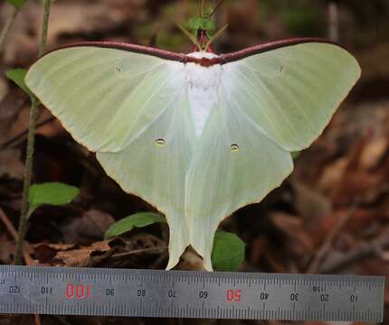 Image of Actias aliena (Butler 1879)