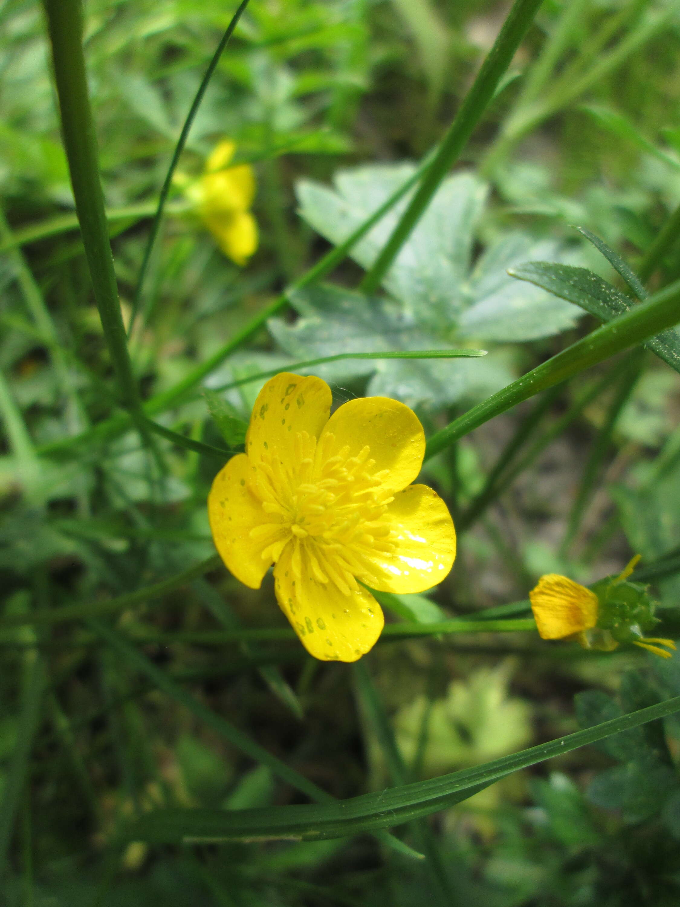 Ranunculus bulbosus L.的圖片