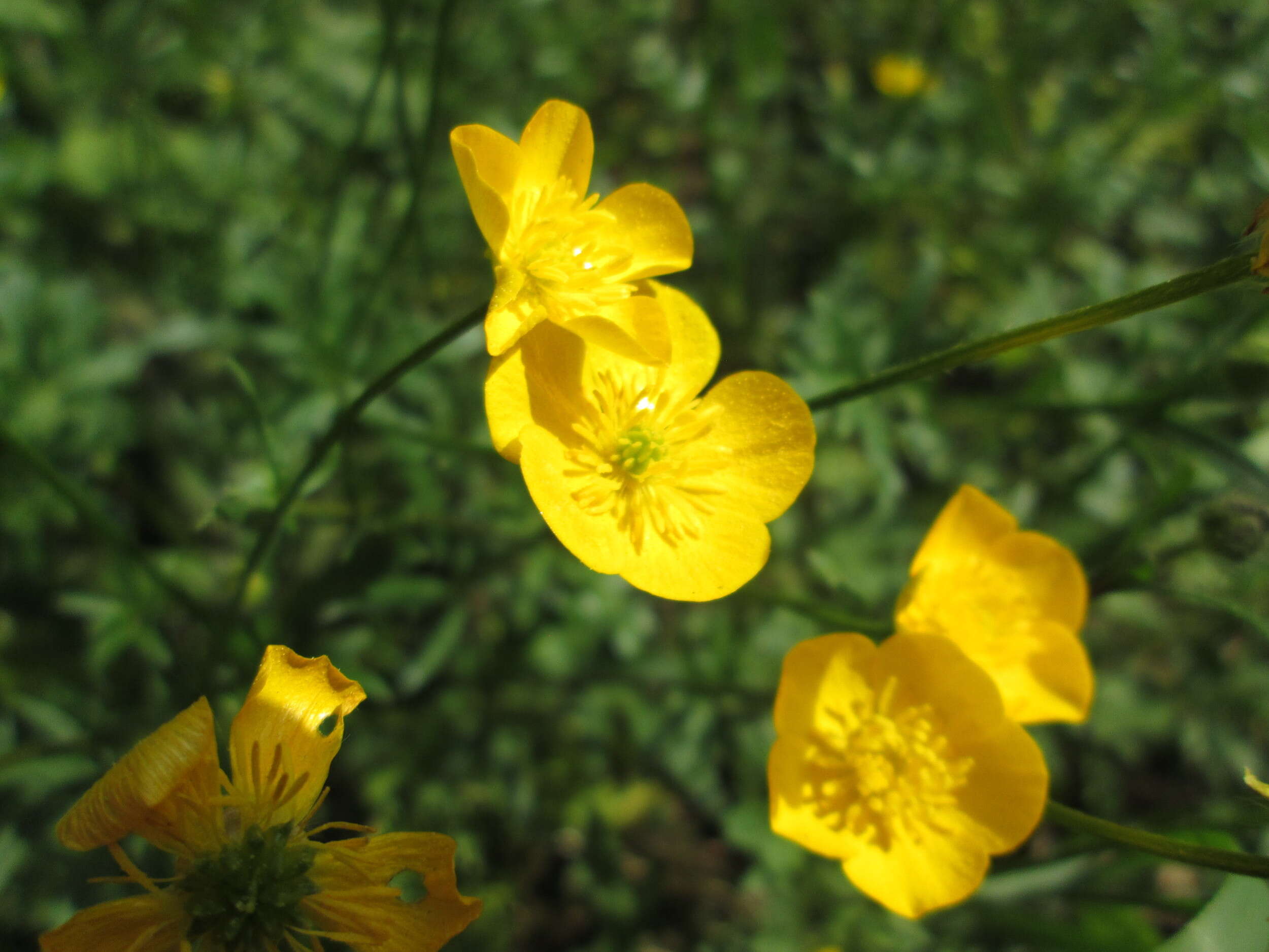 Ranunculus bulbosus L.的圖片