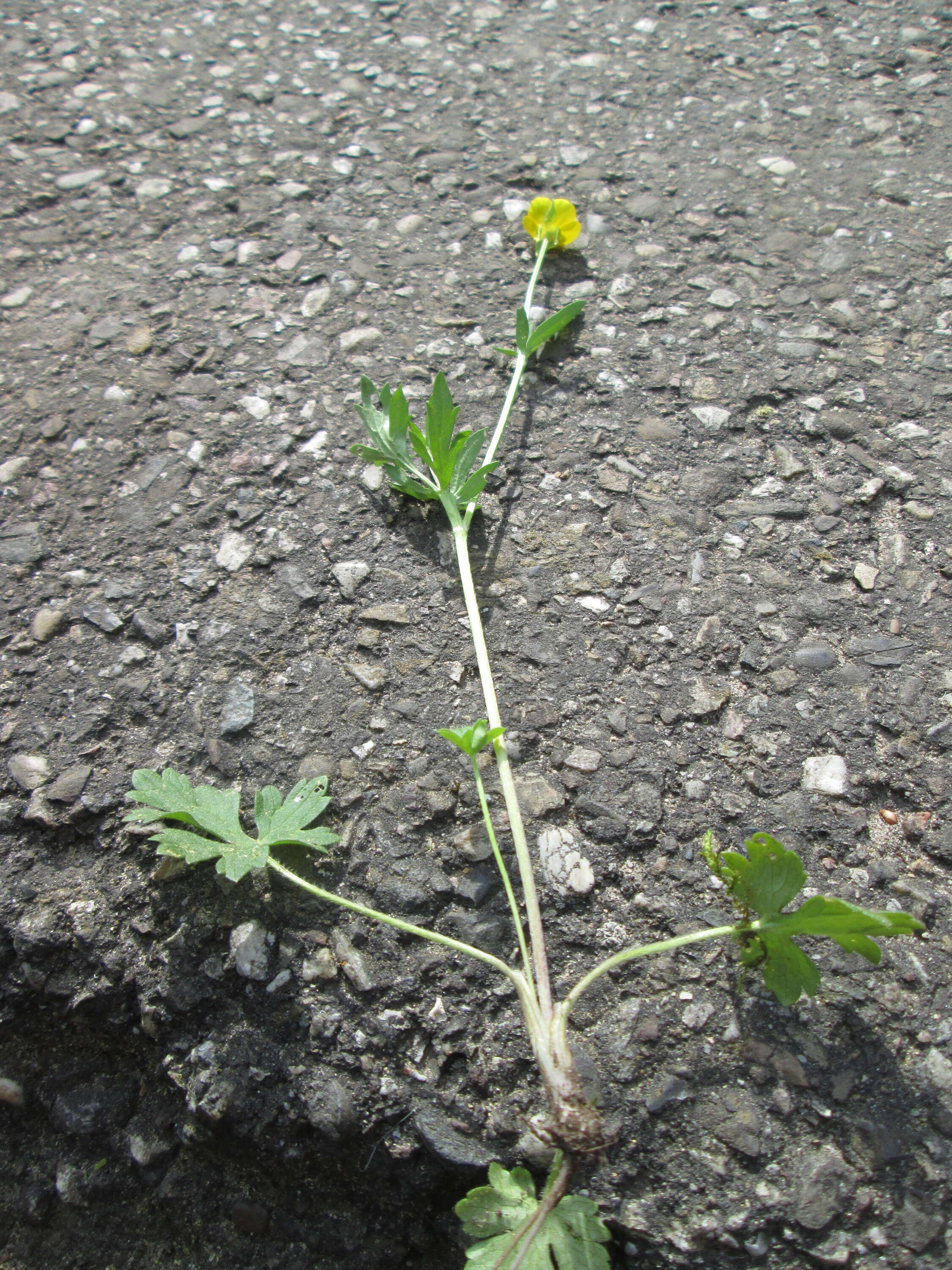 Ranunculus bulbosus L.的圖片