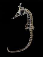Image of Crowned Seahorse