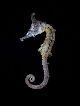 Image of Crowned Seahorse