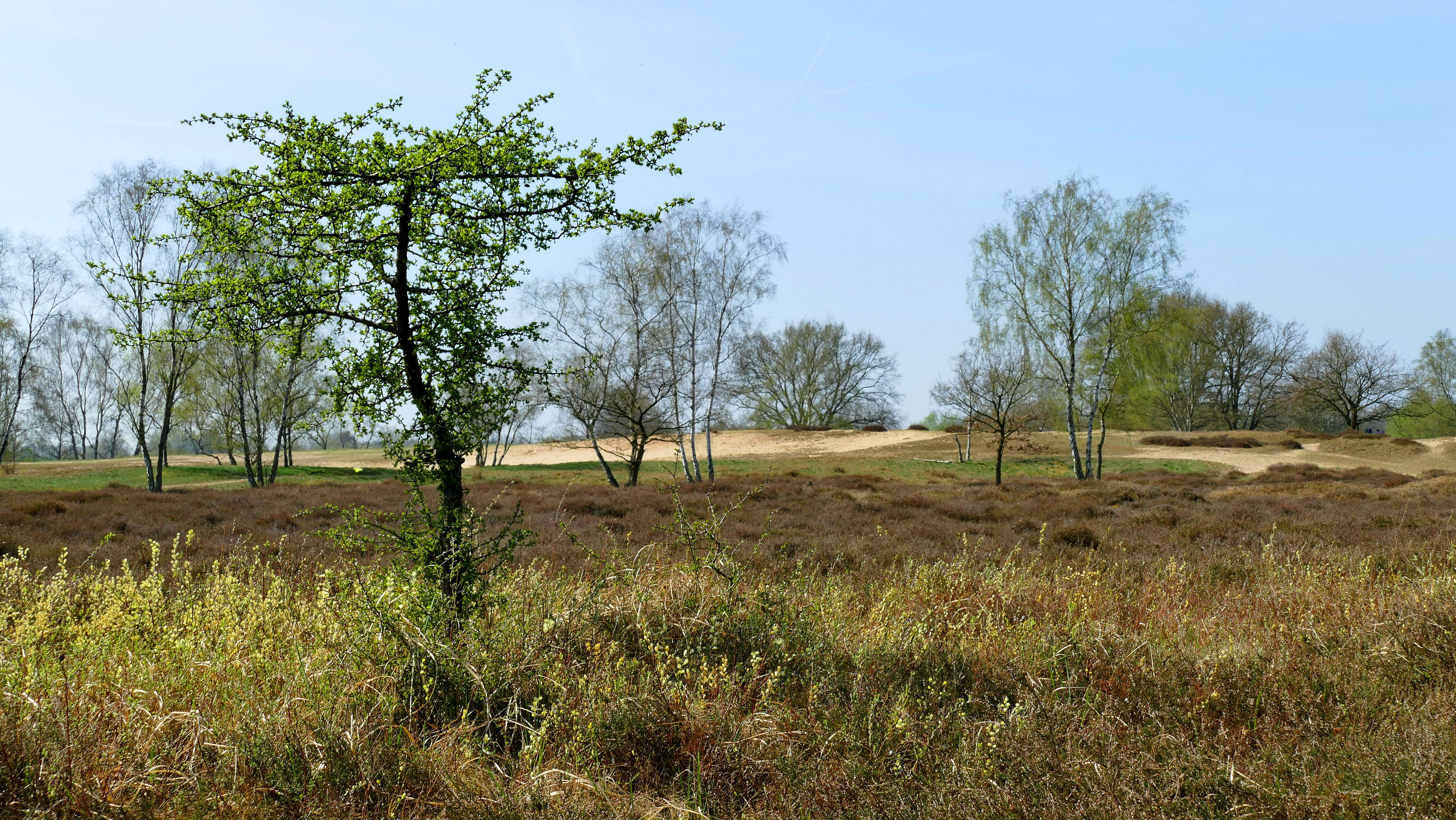 Image of creeping willow