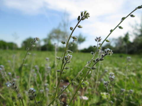 Слика од Myosotis ramosissima Rochel