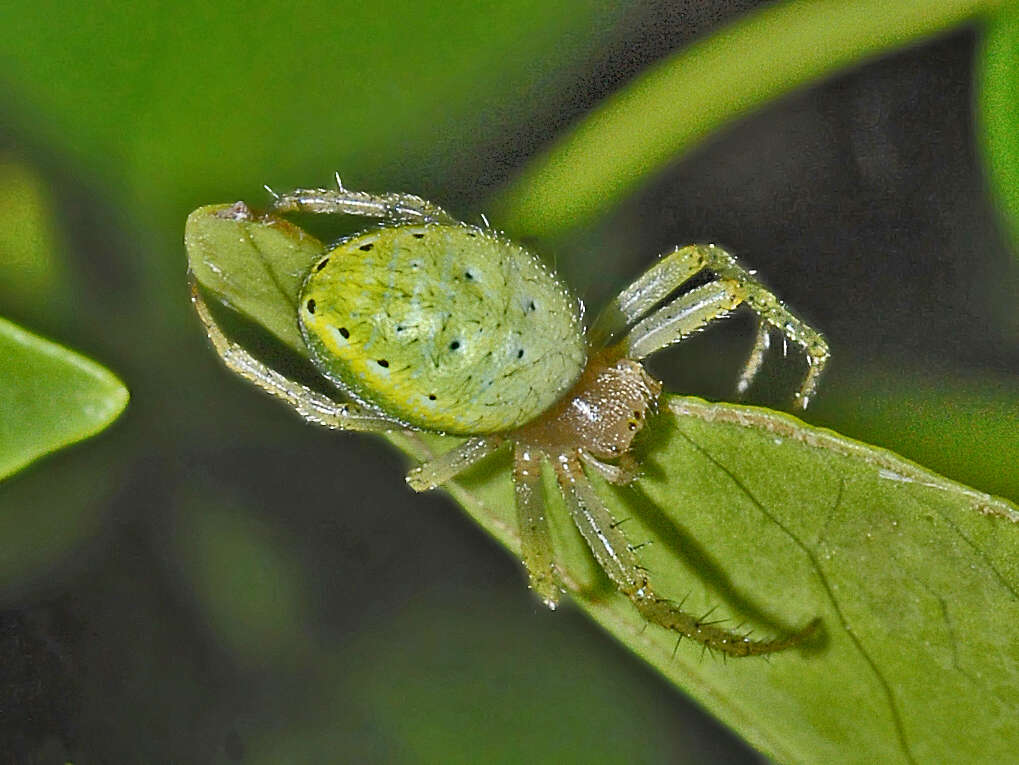 Image of Cucumber green spider