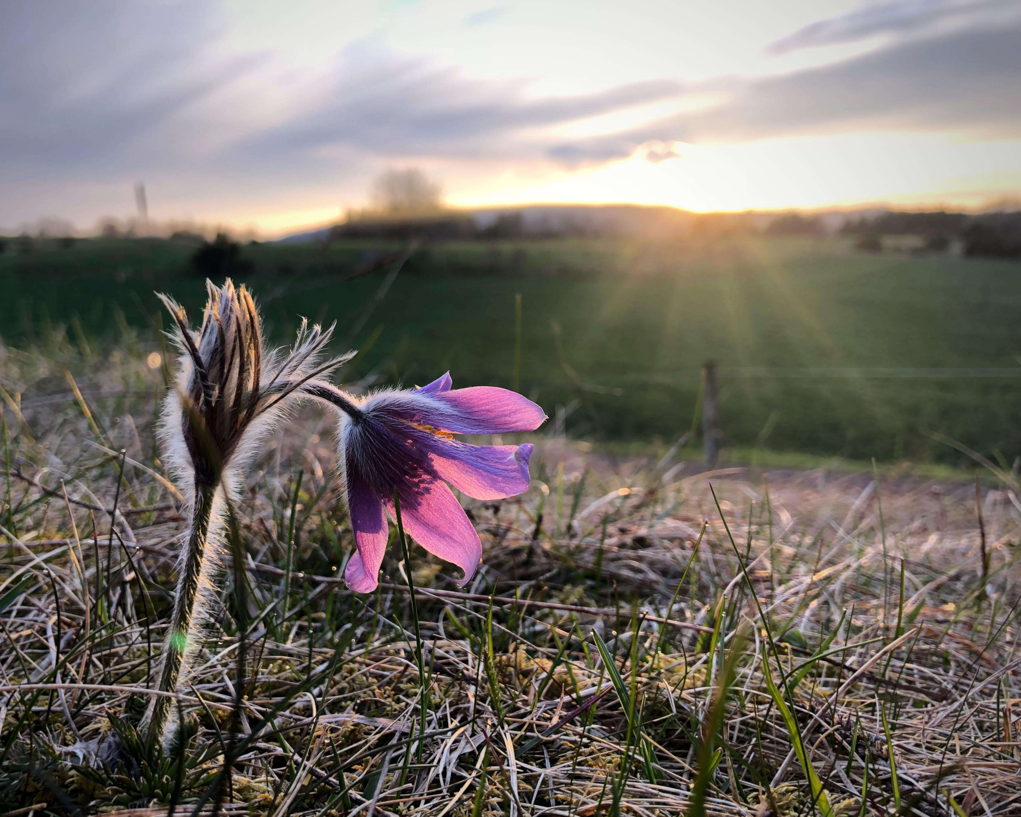 Imagem de Pulsatilla vulgaris Miller