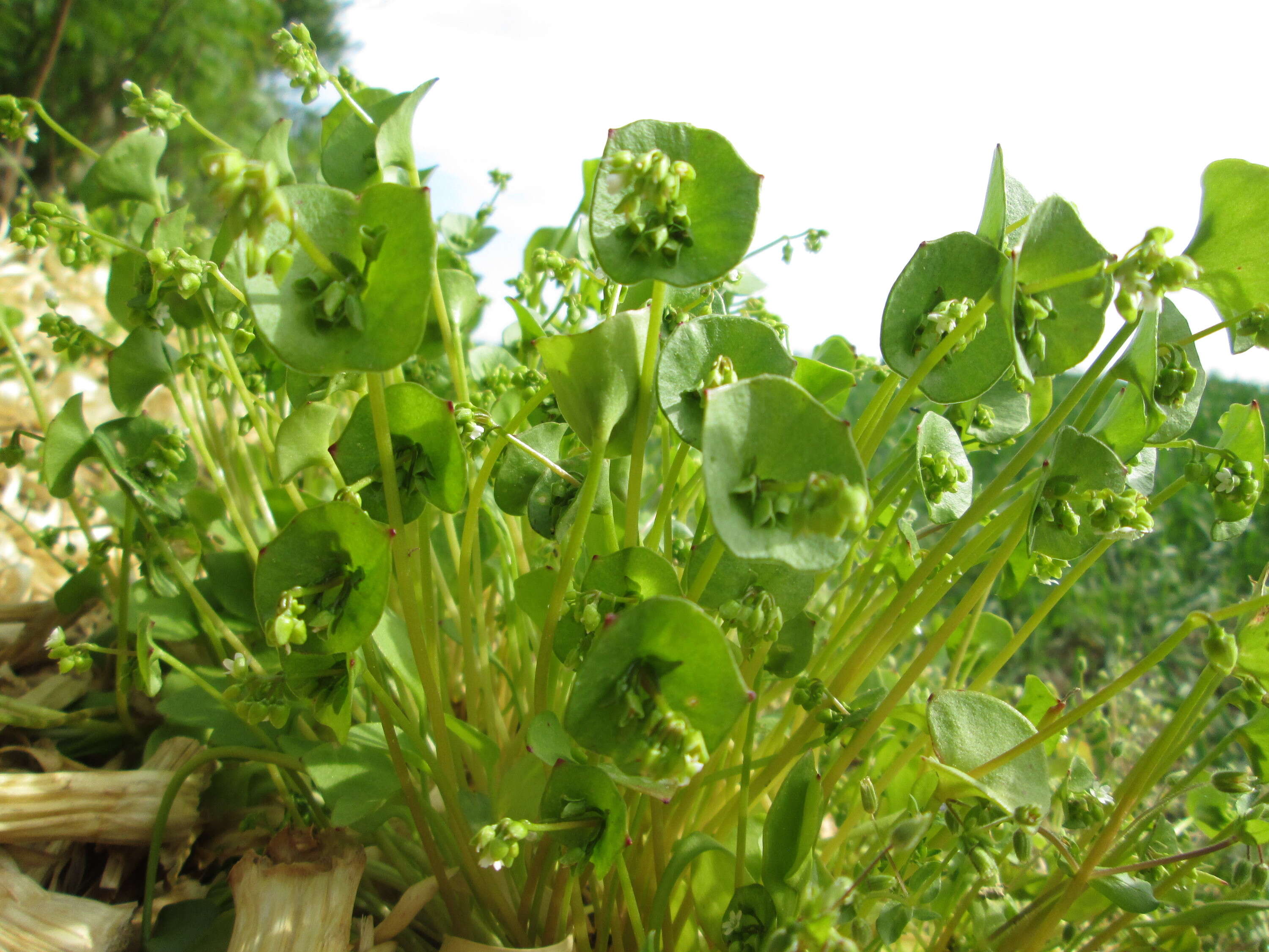 Image of Indian lettuce