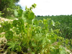 Image of Indian lettuce