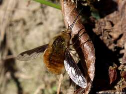 Image of Large bee-fly