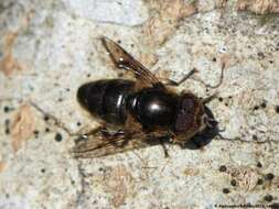 صورة Eristalinus aeneus (Scopoli 1763)