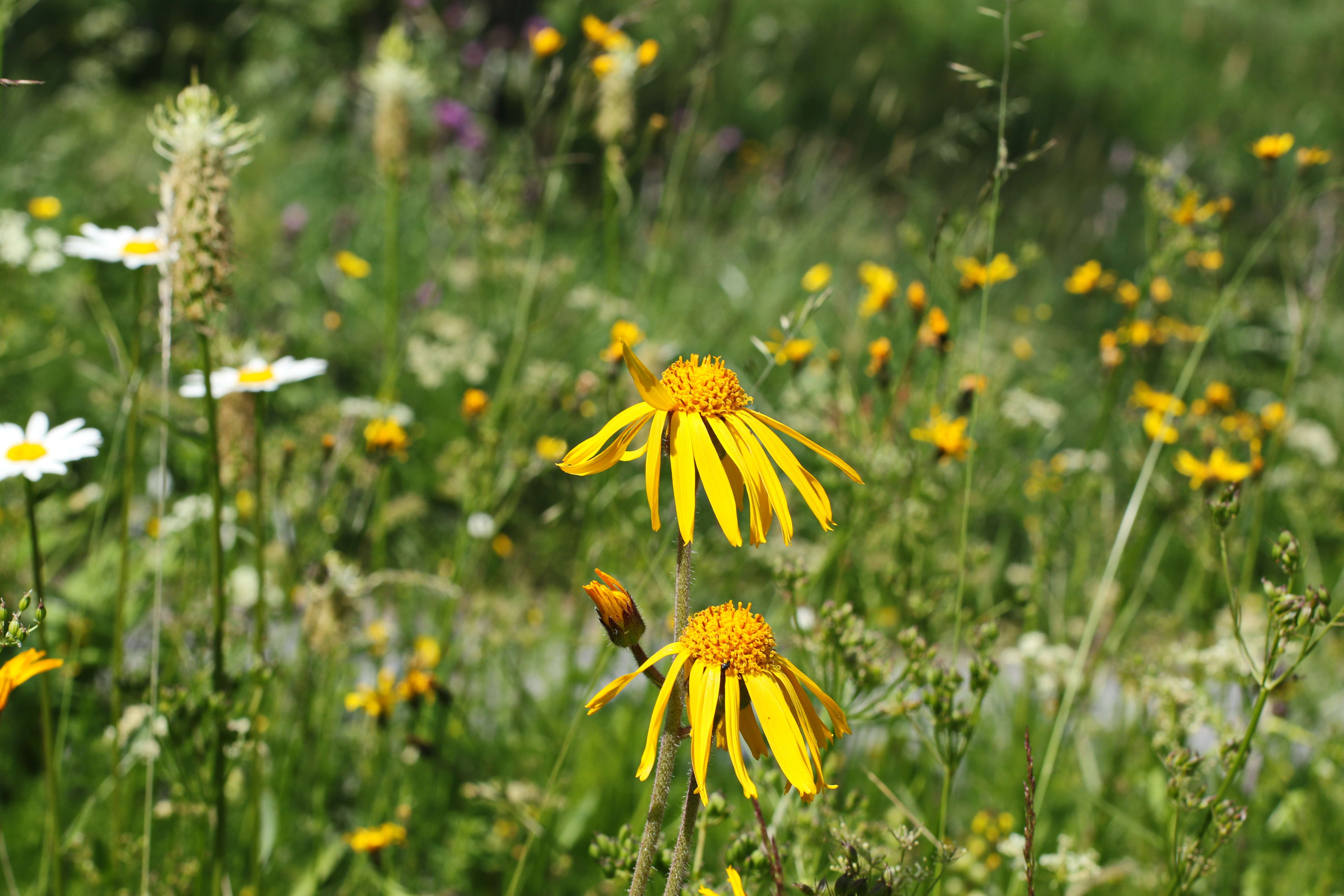 Image of arnica