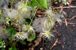 Image of New Zealand clematis