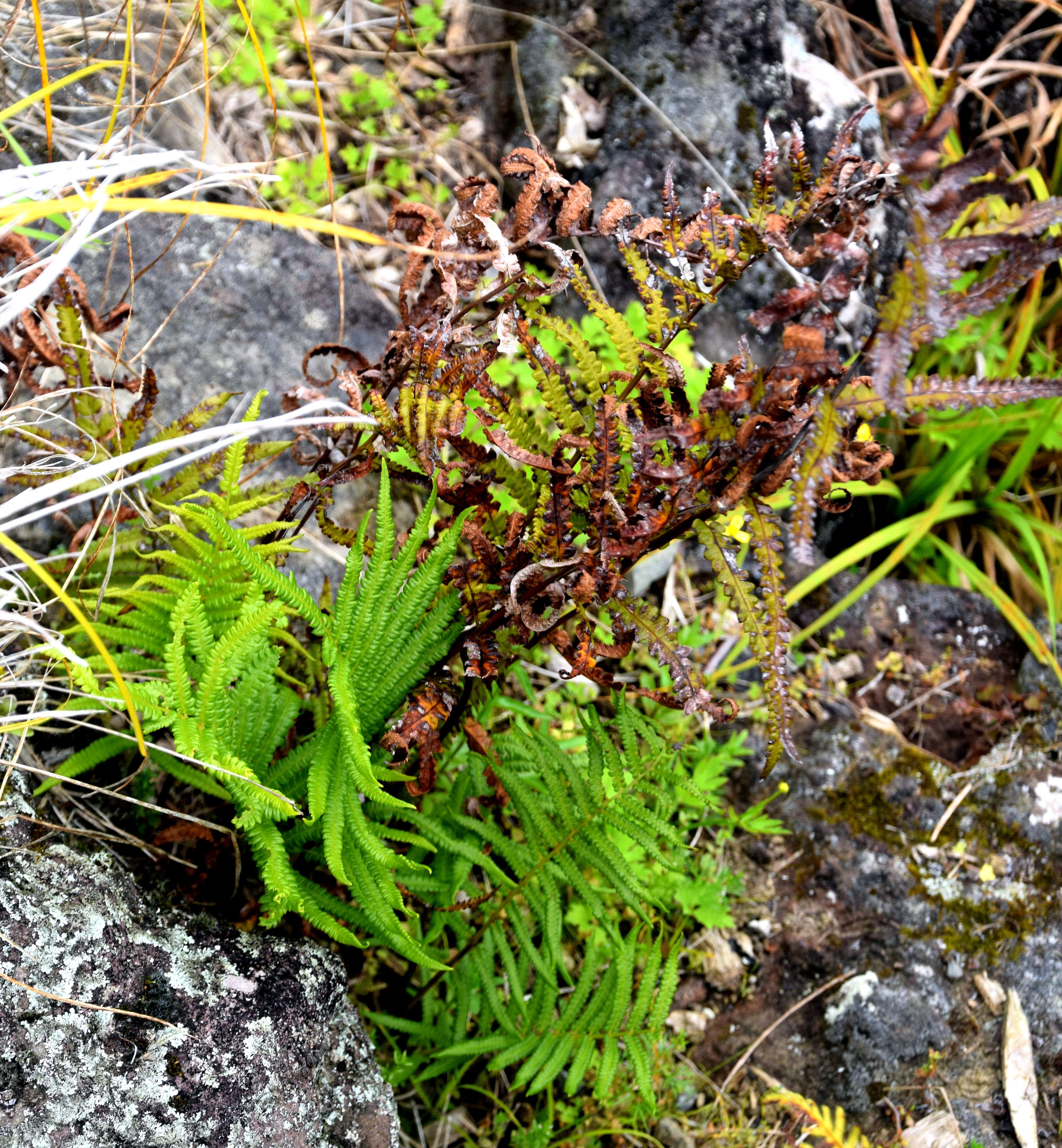 Image of Hottentot Fern