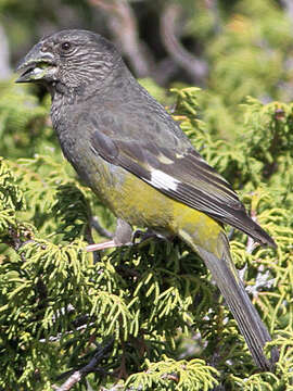 Image of White-winged Grosbeak