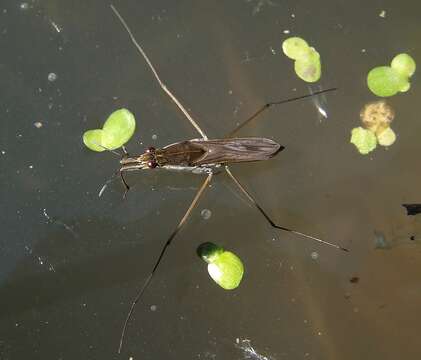 Image of Common pond skater