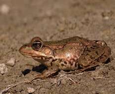 Image de Petite grenouille verte