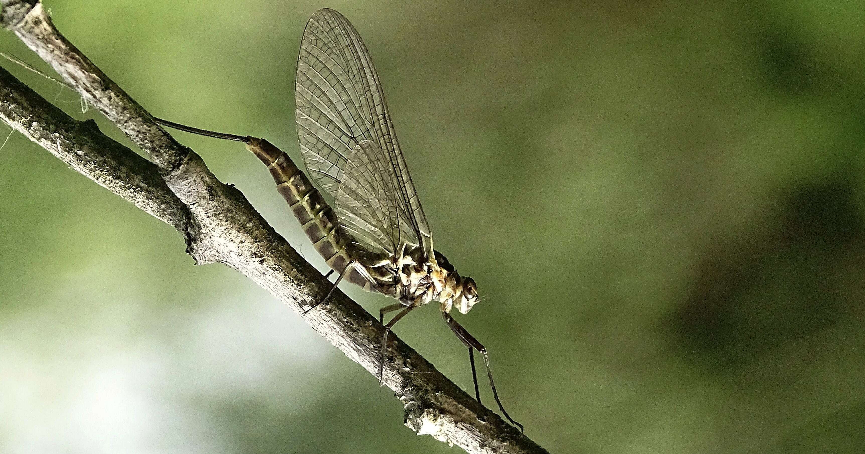 Imagem de Siphlonurus lacustris Eaton 1870