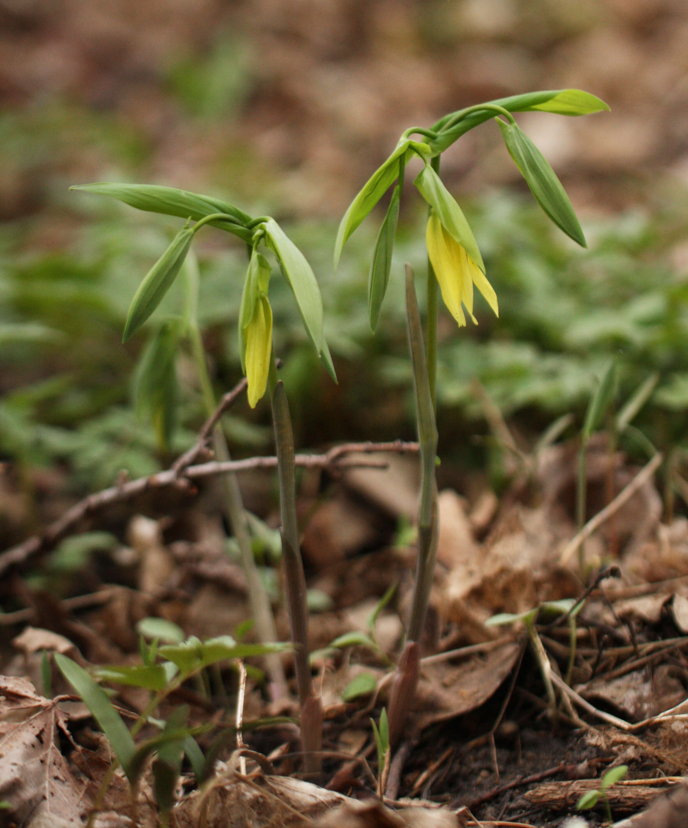 Image of largeflower bellwort