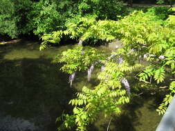 Image of Japanese wisteria