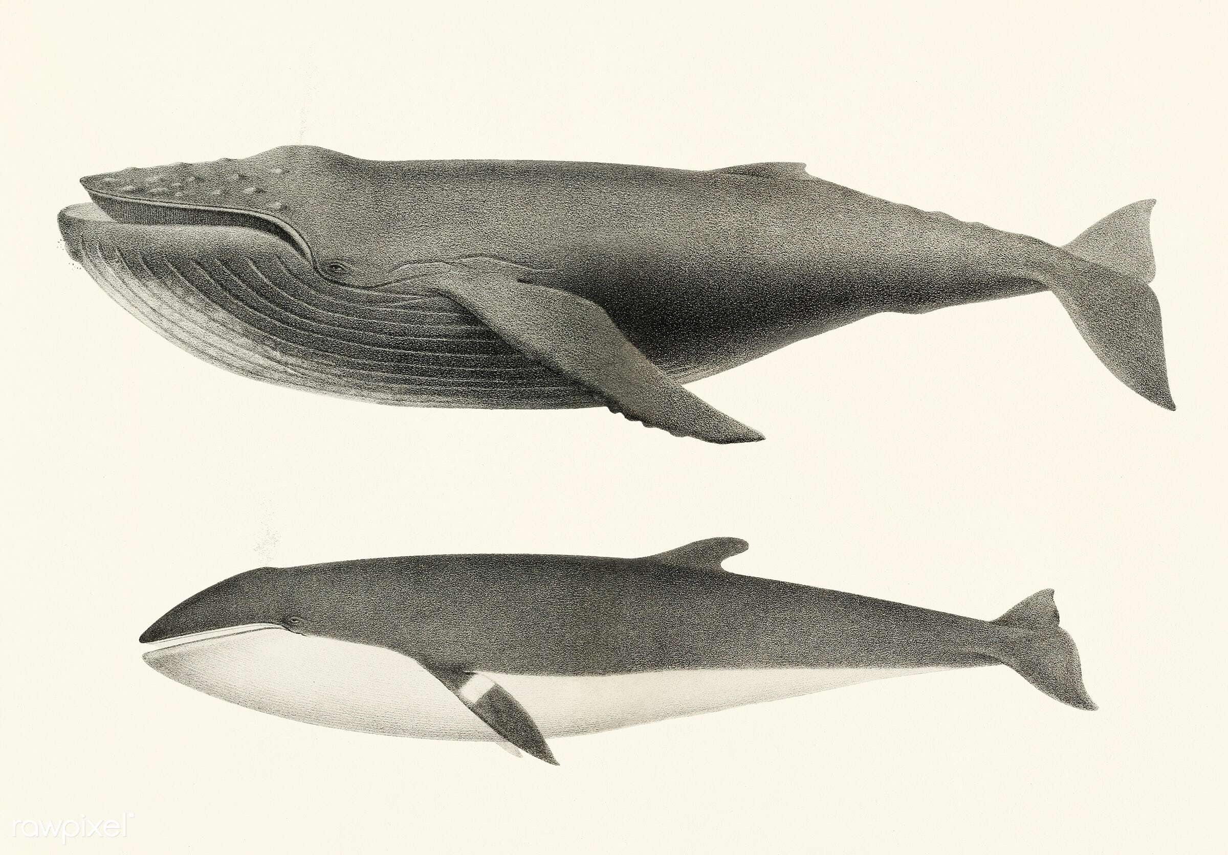 Image of Common Minke Whale