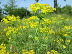 Image of Cypress Spurge