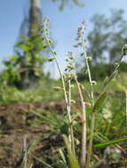 Image of Early Forget-me-not