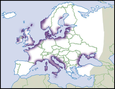 Plancia ëd Ecrobia Stimpson 1865