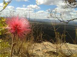 Image of Calliandra dysantha Benth.