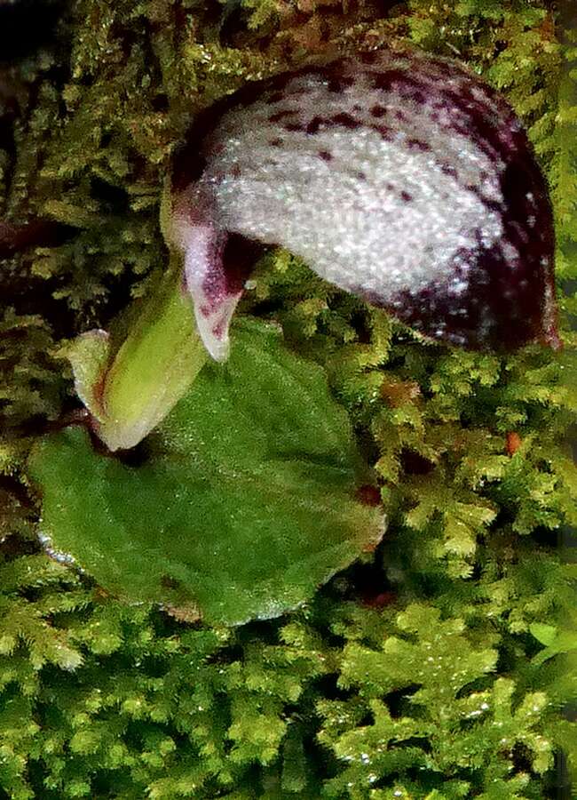 Image de Corybas cheesemanii (Hook. fil. ex Kirk) Kuntze