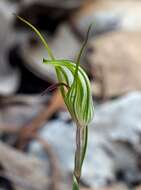 Image of Greenhood orchids