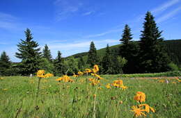 Image of arnica