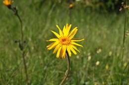 Image of arnica