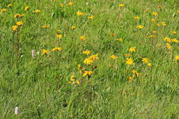 Image of arnica