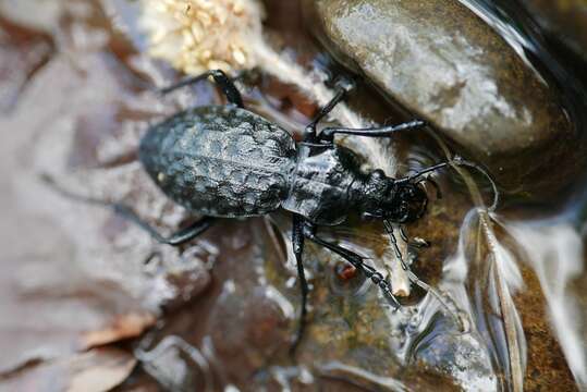 Carabus (Hygrocarabus) variolosus Fabricius 1787 resmi