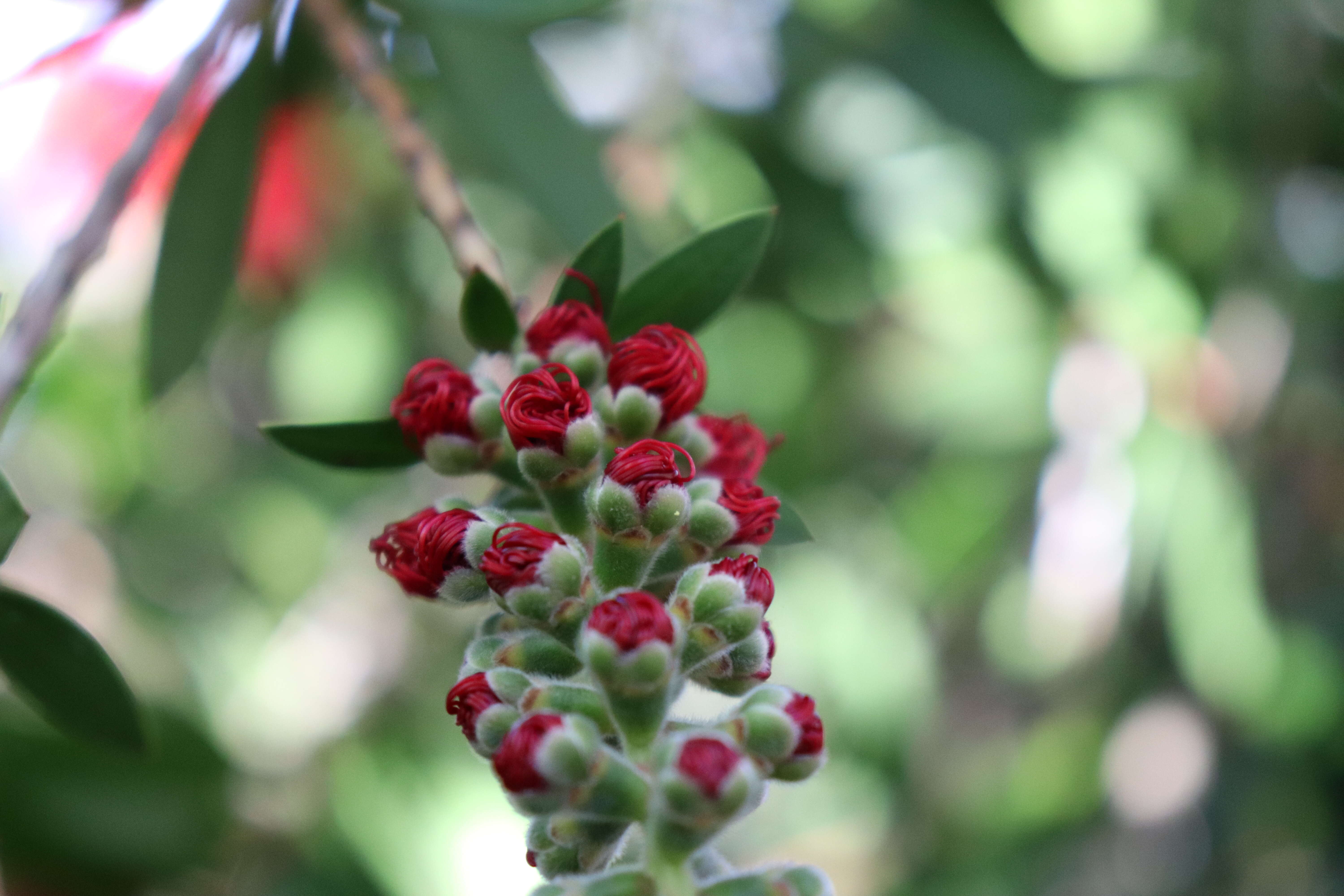 صورة Callistemon citrinus (Curtis) Skeels