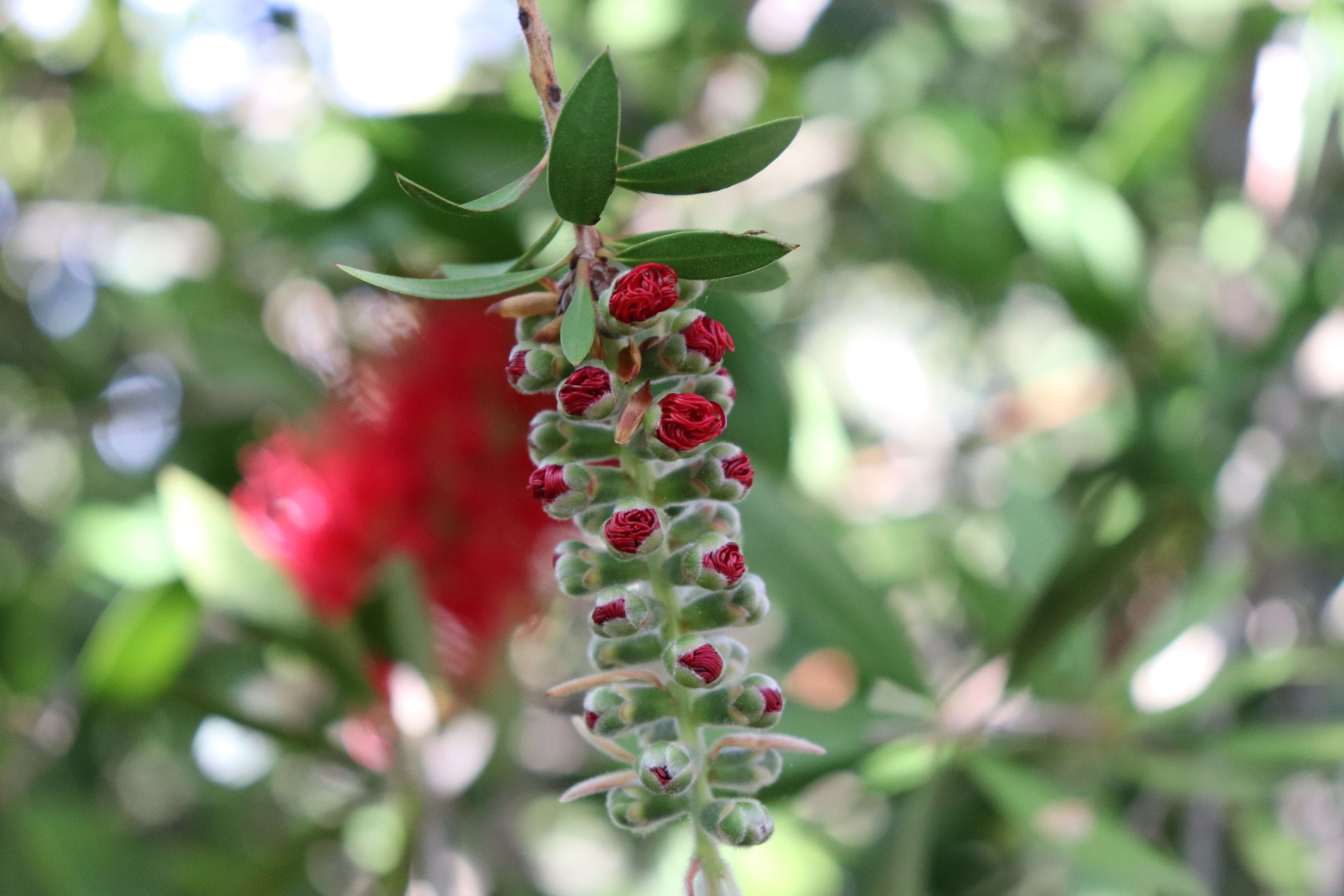 صورة Callistemon citrinus (Curtis) Skeels