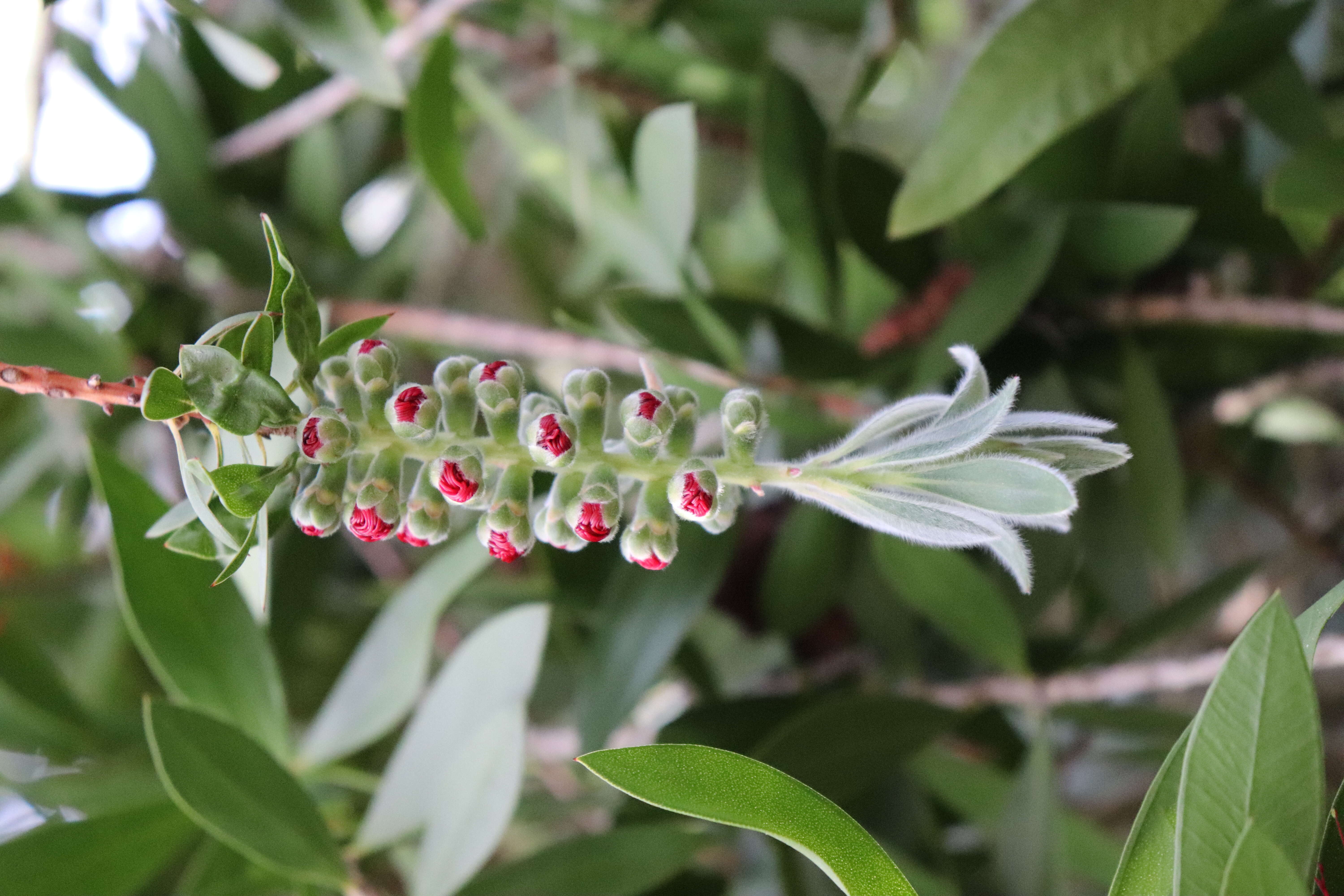 Image of crimson bottlebrush