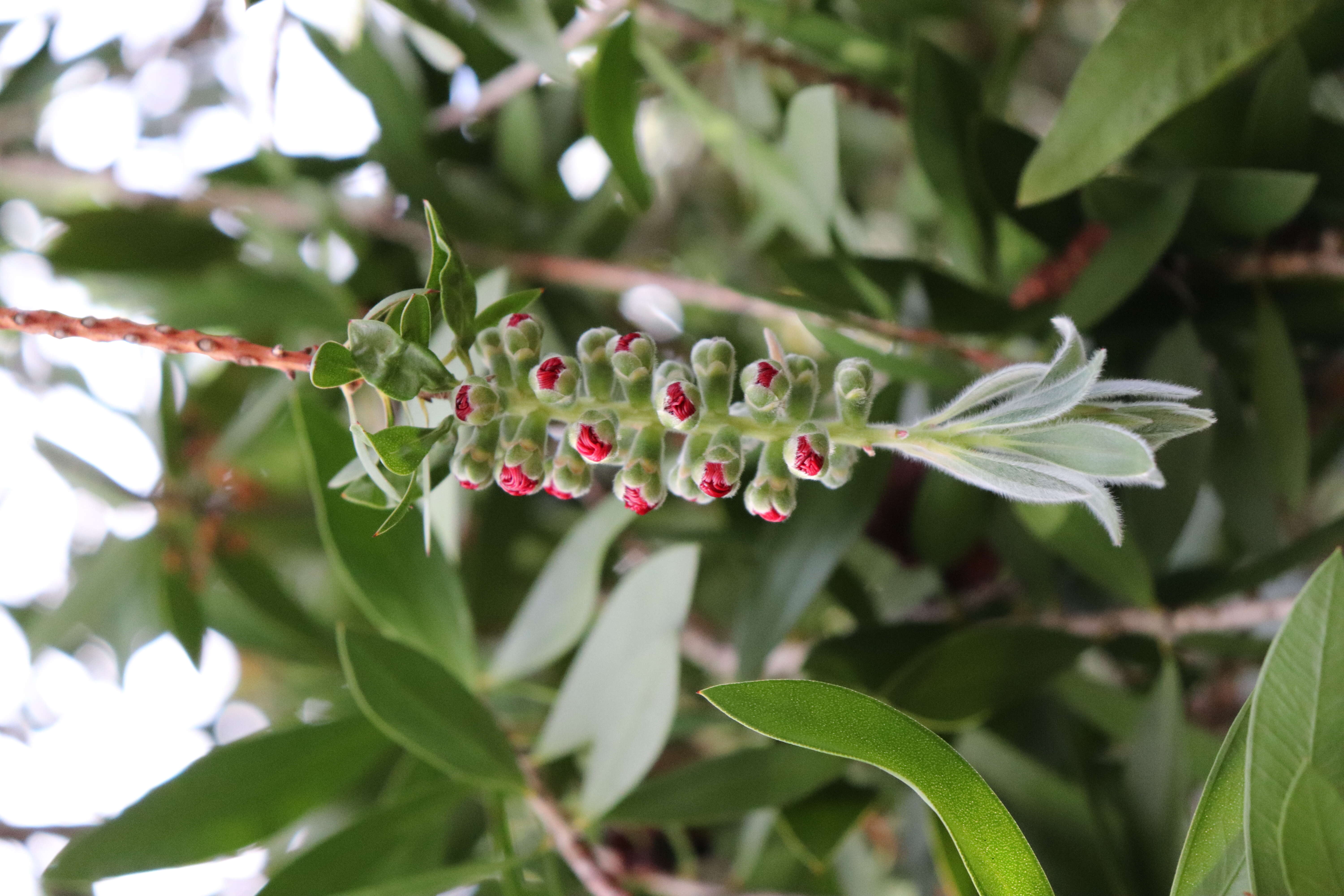 Image of crimson bottlebrush