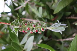 Image of crimson bottlebrush