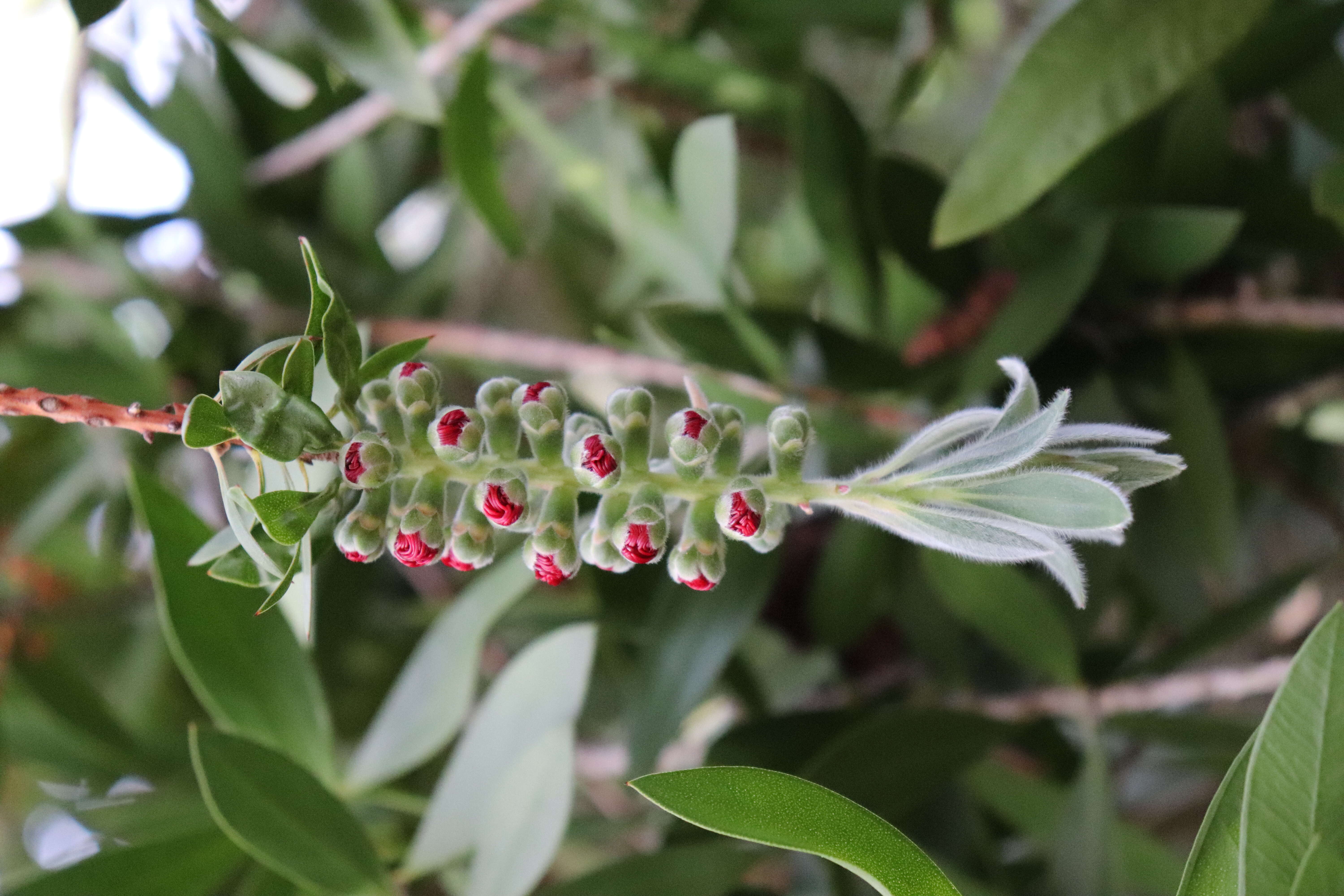 صورة Callistemon citrinus (Curtis) Skeels