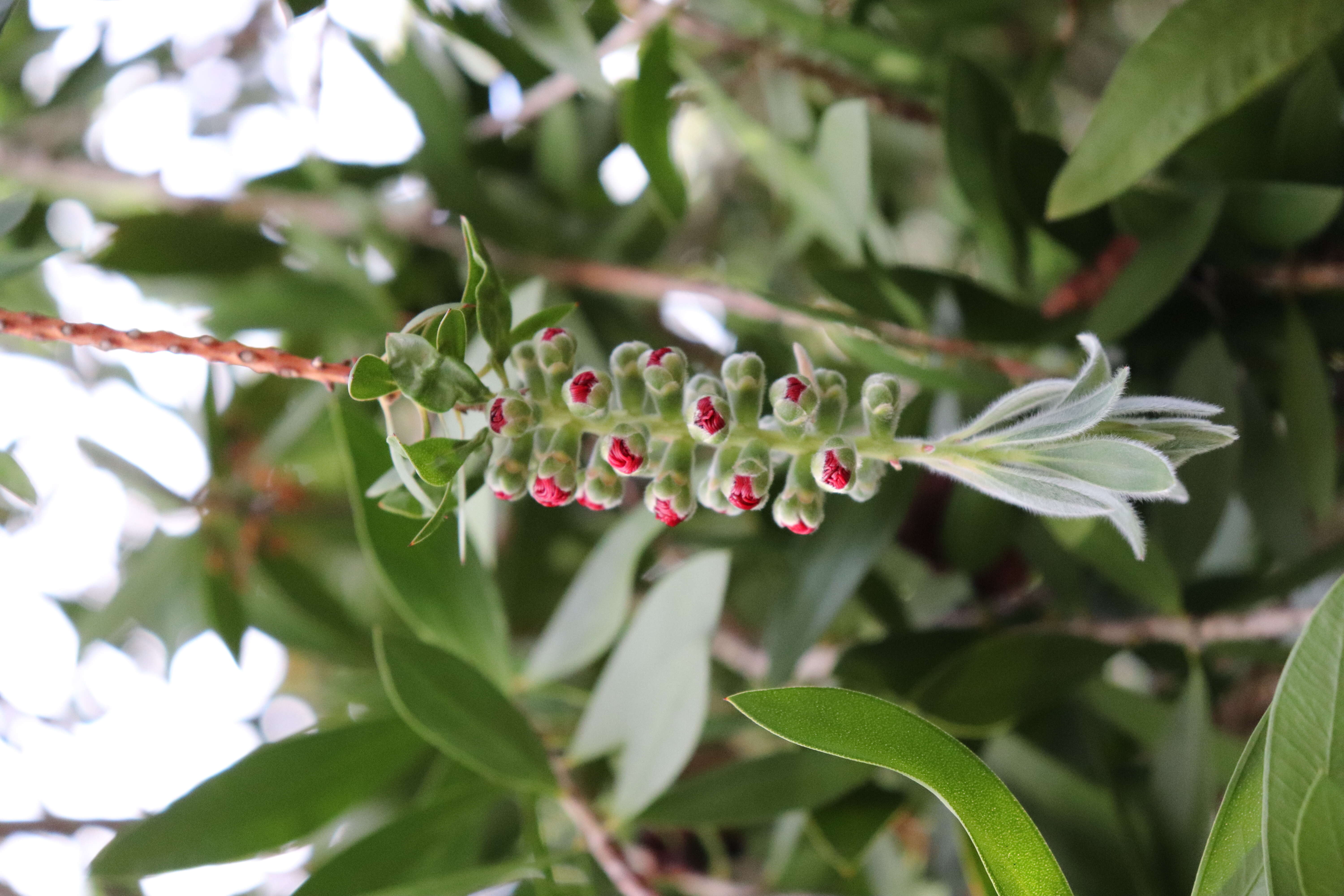 Image of crimson bottlebrush