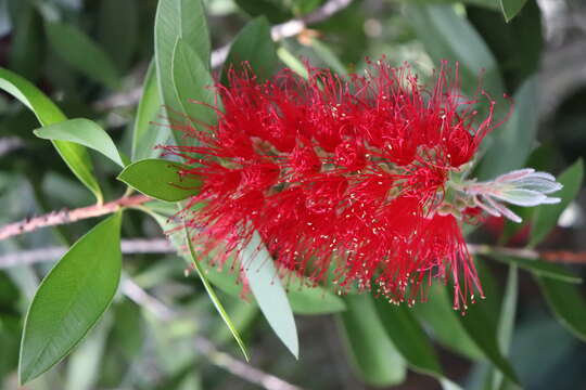 صورة Callistemon citrinus (Curtis) Skeels