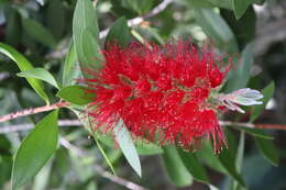 Image of crimson bottlebrush