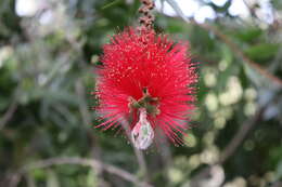 Image of crimson bottlebrush